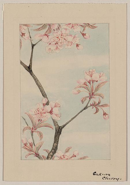 Cherry blossom drawing, c1870