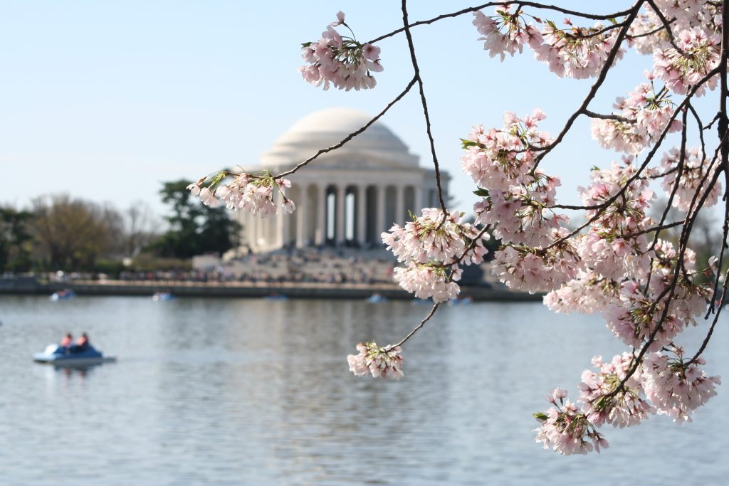Cherry Blossoms Jefferson Memorial