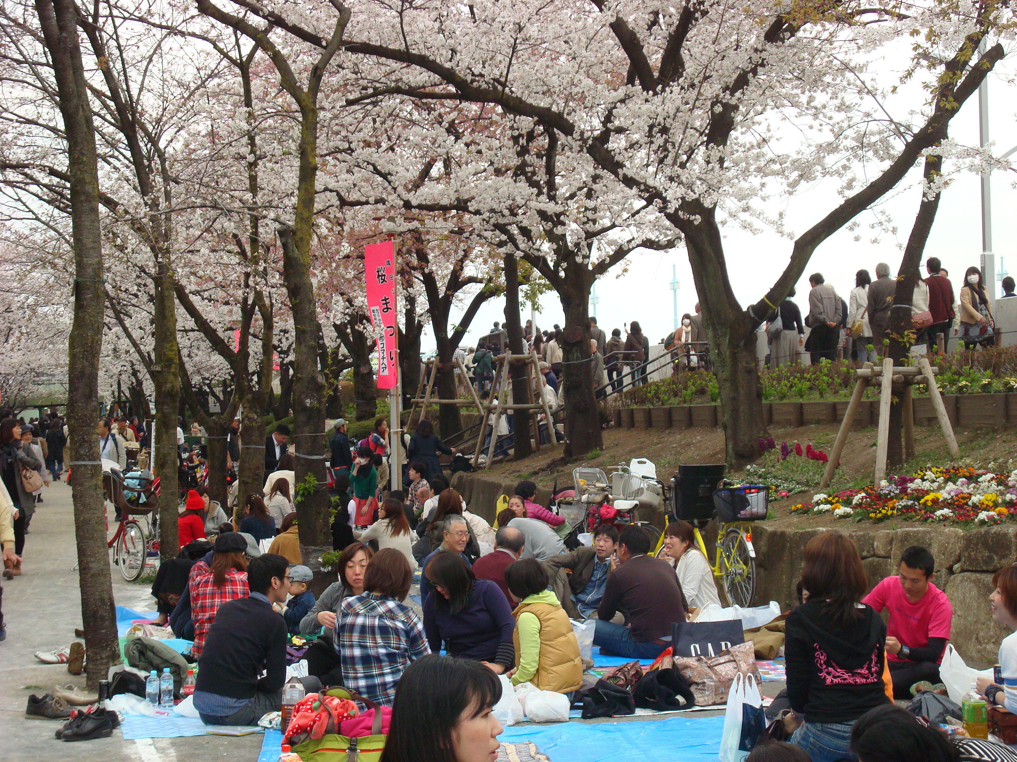 Cherry blossom viewing at Mukojima in Tokyo