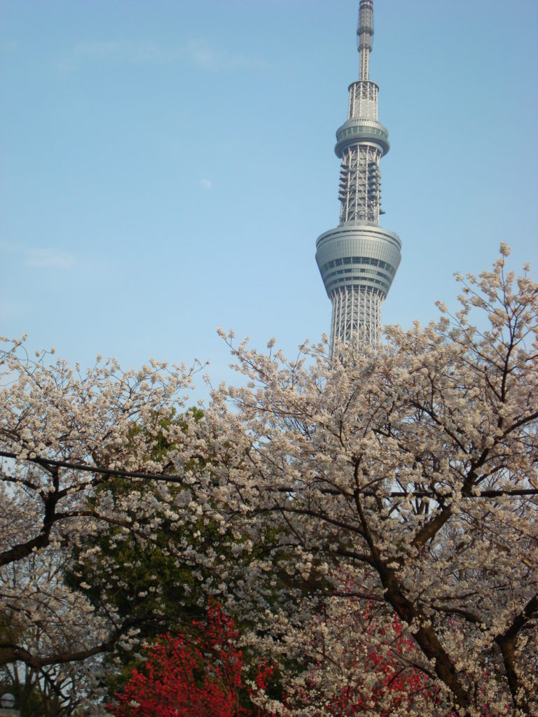 "Sky tree" with cherry blossomsat Mukojima