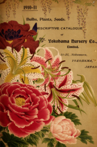 Yohohama Nursery Catalog 1910-11