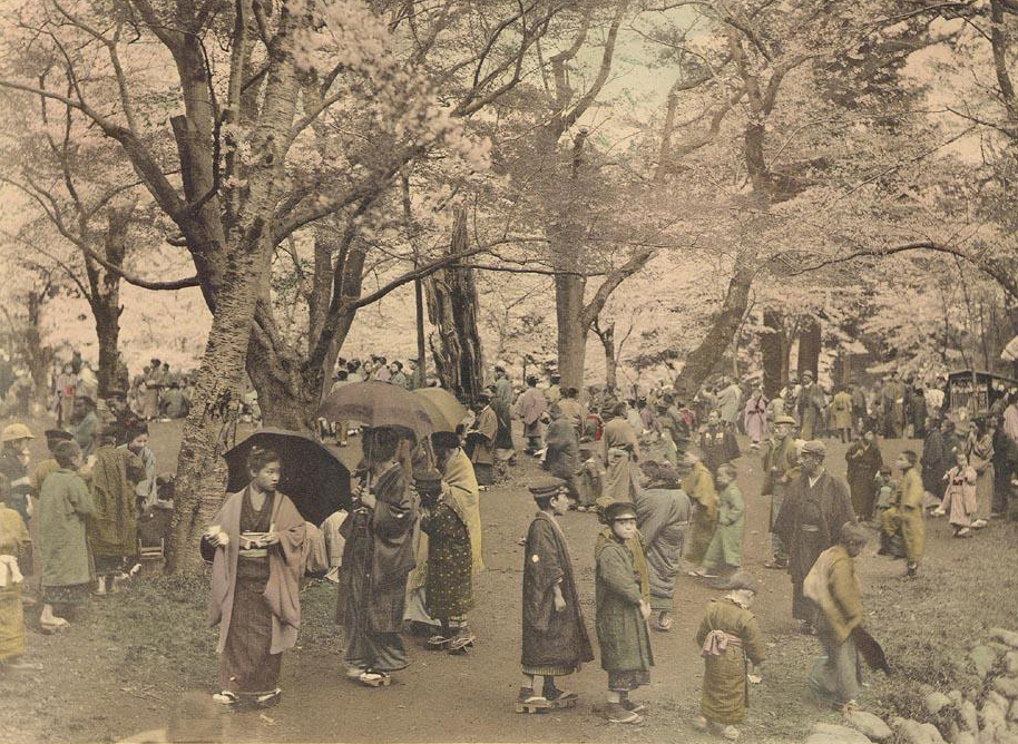 Ramble Under Cherry Trees, Takashima 1897