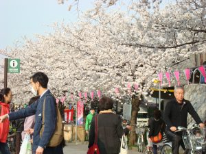 cherry trees Mukojima in Tokyo