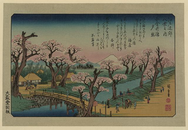 Woodblock cherry trees bycanal, by Hiroshige