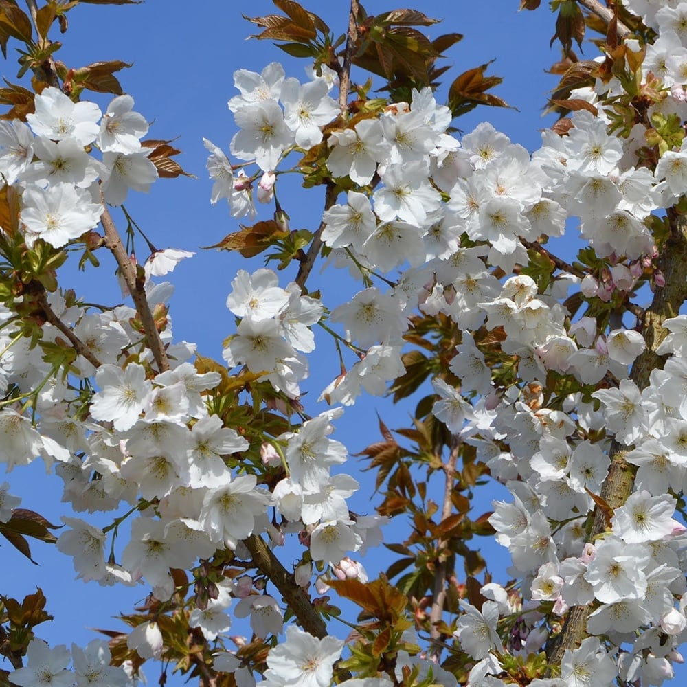 Pic of Taihaku cherry blossom